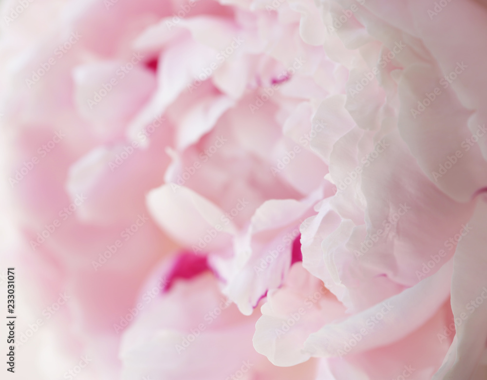 Peony pink flower close up beautiful macro photo