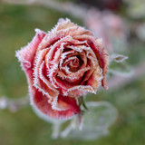 Winter in the garden. Hoarfrost on the petals of a pink rose