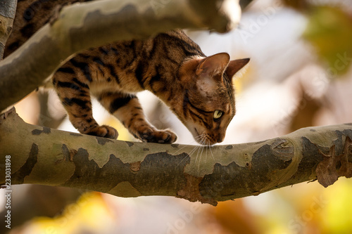 Tableau sur toile Bengal Cat on Tree