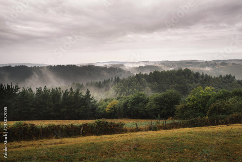 Forest with fog over the mountains