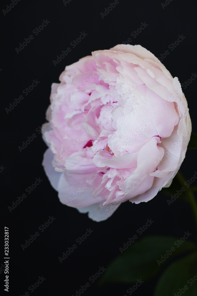 Peony pink flower close up on black background photo Peony pink flower close up on black background photo