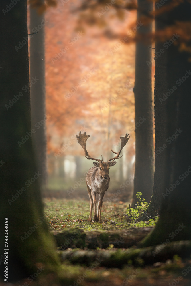 Fototapeta Jeleń w mglistym lesie jesienią