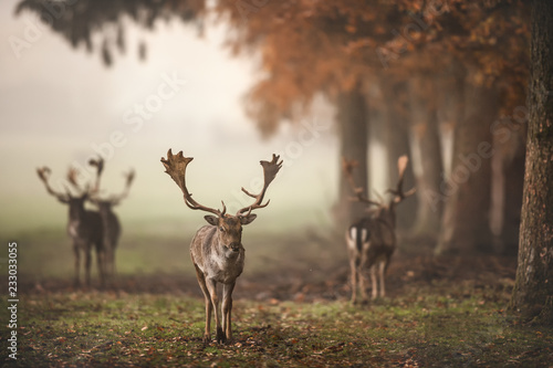 Deer in misty Fall Forest