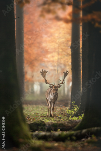 Deer in misty Autumn Forest