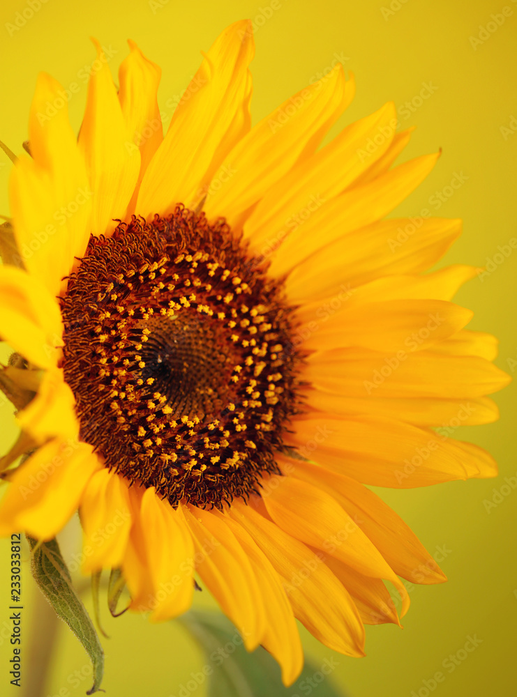 Beautiful sunflower close up macro photo on colored background Beautiful sunflower close up macro photo on colored background