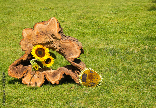 Ein hohler Baumstamm mit Sonnenblumen dekoriert photo