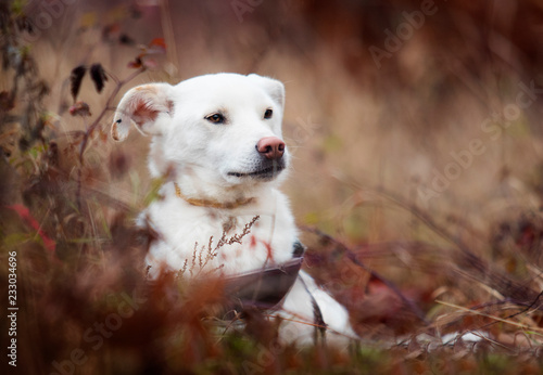white dog outdoors © Happy monkey