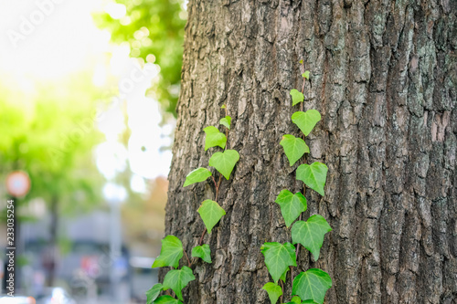Nature backaground and wallpaper concept. Close up of green leaf climber on trunk tree inthe city park.