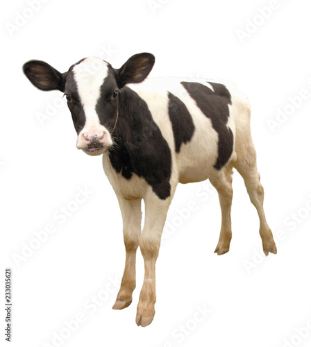 Foto Calf, 8 months old, in front of white background