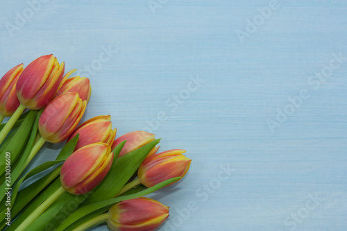 Colorful tulips on blue wooden background.
