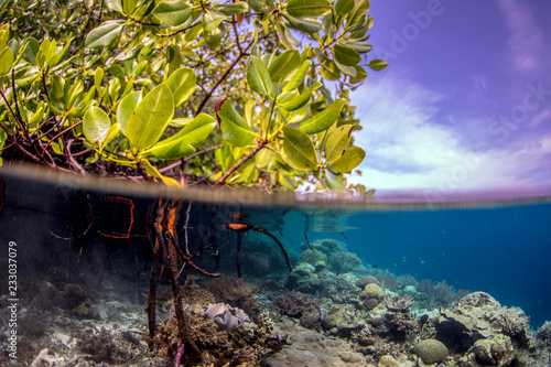 Beautiful mangrove forest above a coral reef in tropical Indonesia