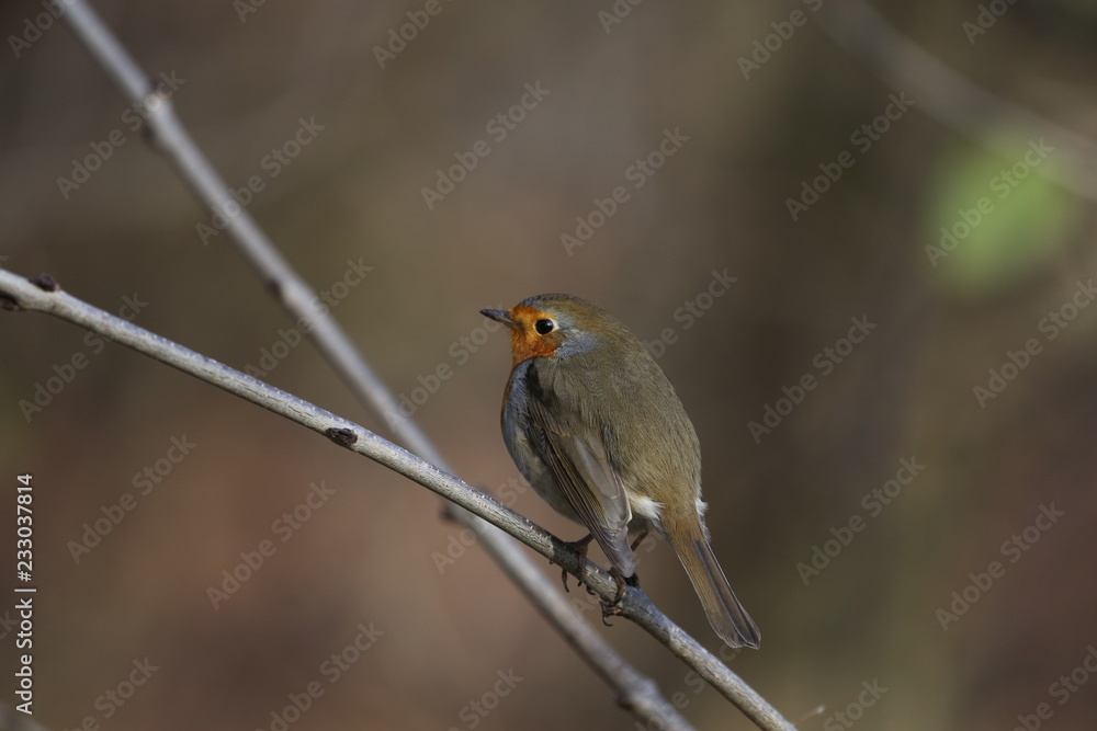 Fototapeta premium fotografias de aves varias 