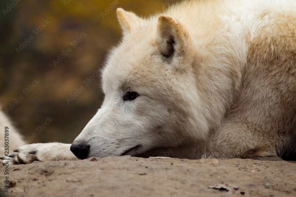 Obraz premium White wolf in forest