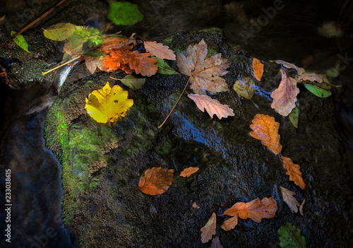 Wet Autumn leaves on a rock in a river in South Wales, UK