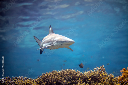 Beautiful black tip reef shark from Indonesia