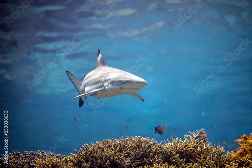 Photography Beautiful black tip reef shark from Indonesia