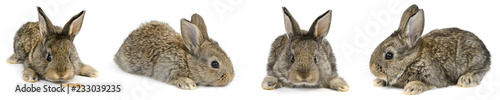Collection young rabbit with different camera angles isolated on white