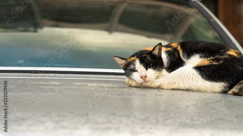 Cat Stretching on a car boot in Thailand Phuket