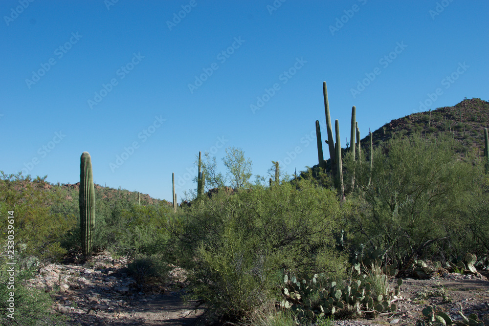 Sonoran Desert Landscape