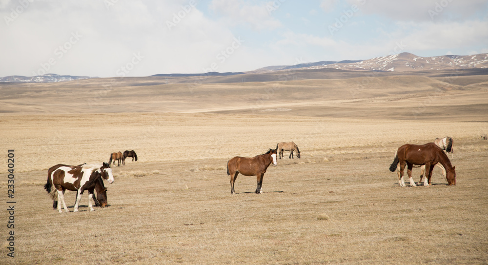 Wild horses in Patagonia Chile Argentina 