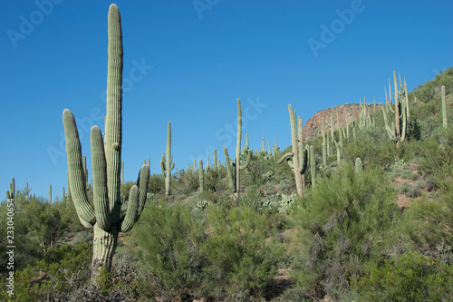 Saguaro Climbing Up Hill