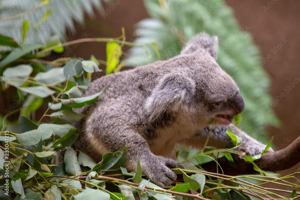 Grey Australian Koala Grey Australian Koala