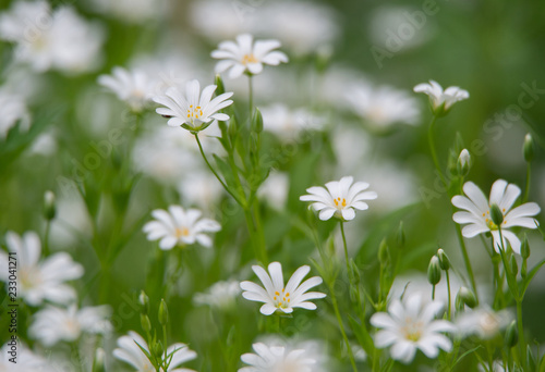 many white star of Bethlehem flowers in the meadow