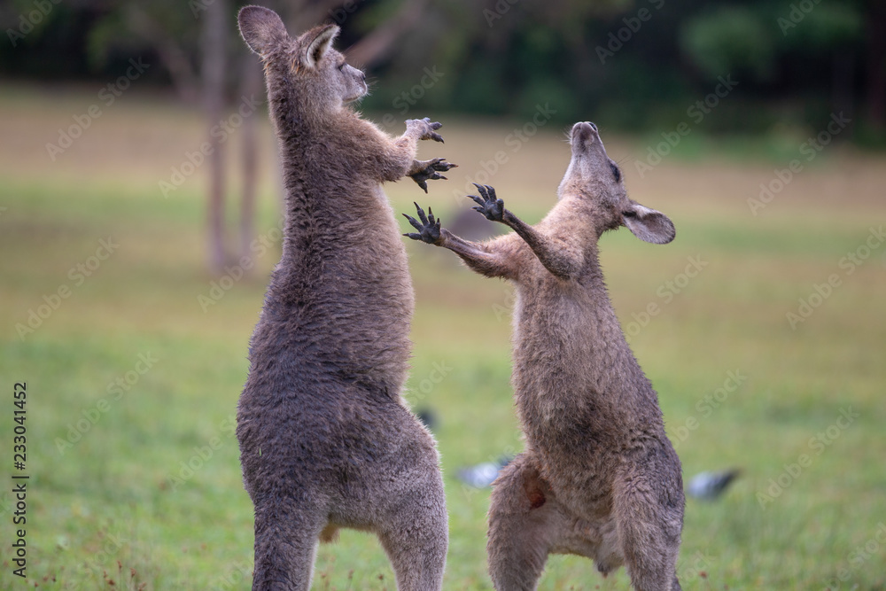 Naklejka premium Eastern Grey Cangaroo