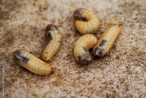 little woodworm .Larvae of the bark beetle on a gray background. Nature. photo