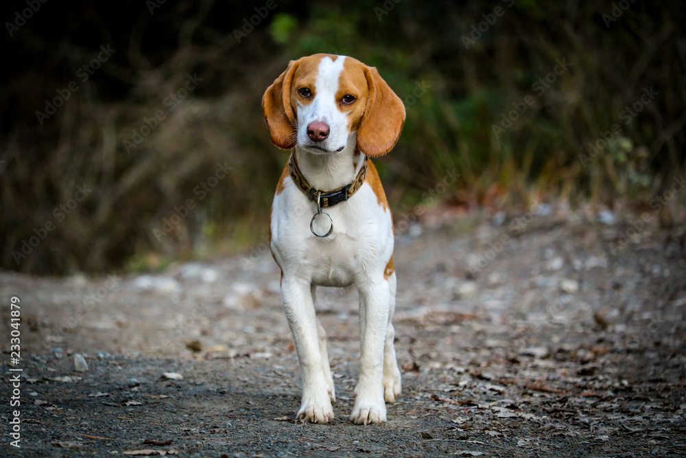 Chien de chasse, Beagle