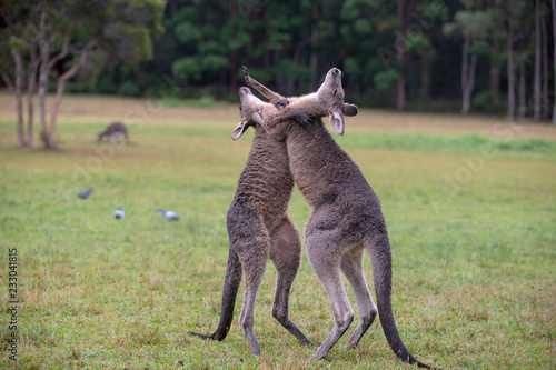 Eastern Grey Cangaroos Fighting