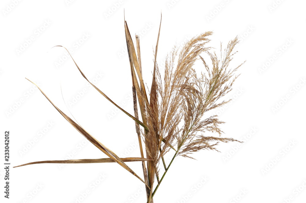 Fototapeta premium Dry common bulrush reeds isolated on white background, clipping path