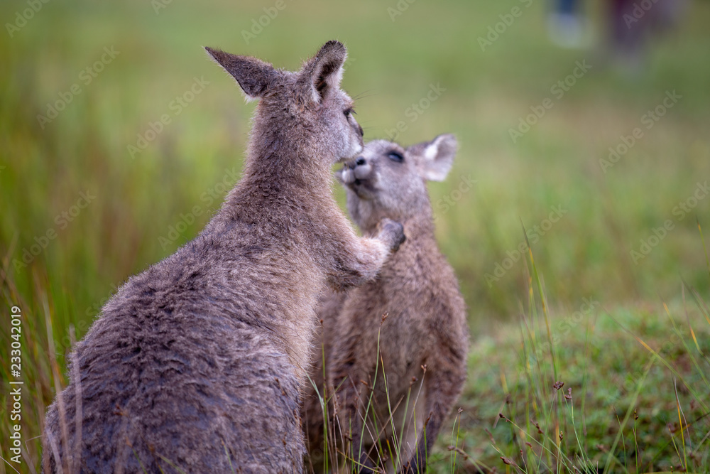 Eastern Grey Cangaroo Kissing Eastern Grey Cangaroo Kissing