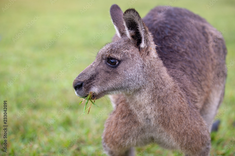 Eastern Grey Cangaroo