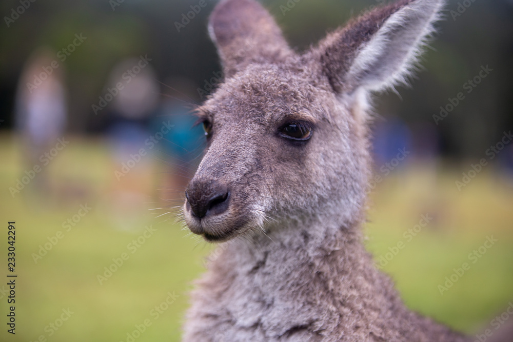 Eastern Grey Cangaroo