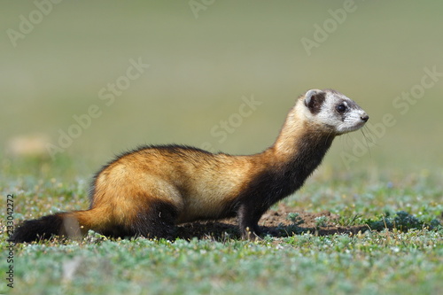 Foto The steppe polecat or masked polecat in natural habitat (Mustela eversmanii)