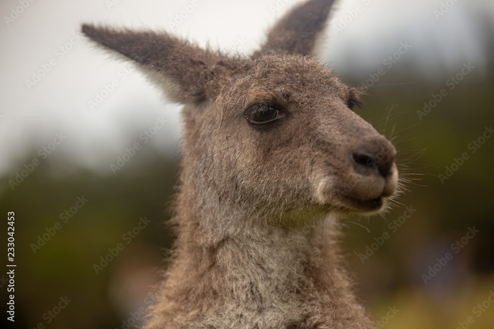 Australian Grey Kangaroo