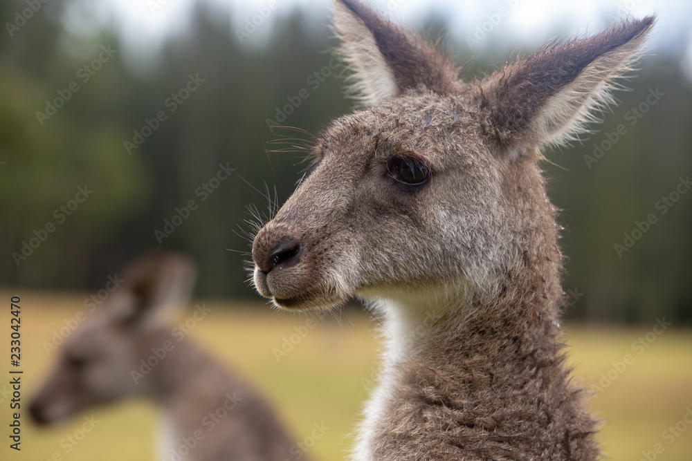 Eastern Grey Cangaroo Eastern Grey Cangaroo