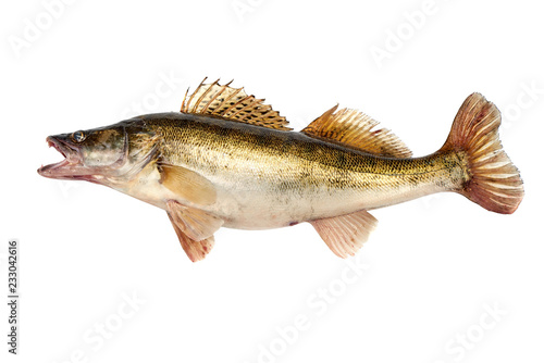 Fototapeta Naklejka Na Ścianę i Meble -  Predator Fish. Fresh Zander or Pike Perch Fish, isolated on a white background. Close-up