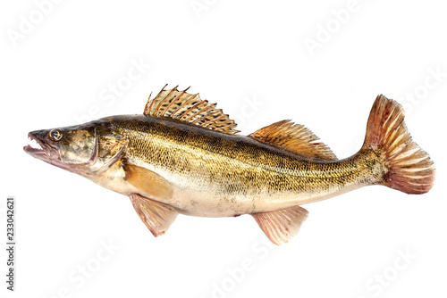 Raw Fresh Zander or Pike Perch Fish, isolated on a white background. Close-up.