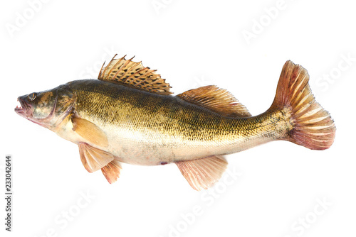 Predator Fish. Fresh Zander or Pike Perch Fish, isolated on a white background. Close-up