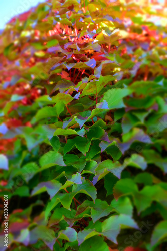 abstract look of common ivy wall  autumn multicolored hedera helix climbing on a concrete wall