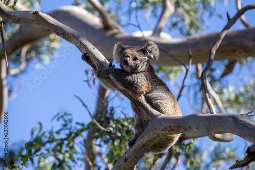 Grey Australian Koala photo