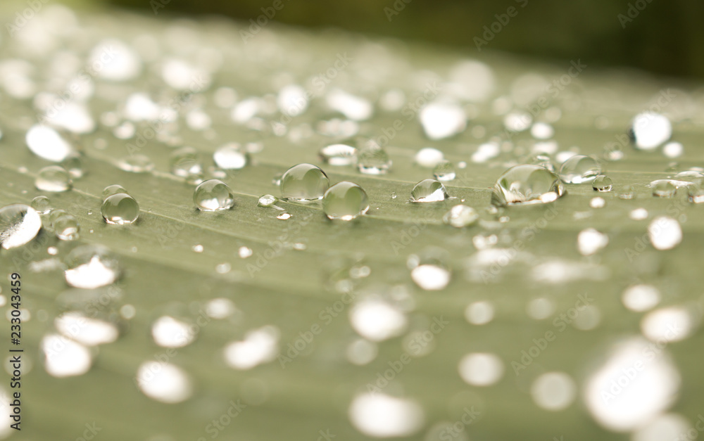 Close up of Water drops on green leaf with nature in rainy season background Close up of Water drops on green leaf with nature in rainy season background