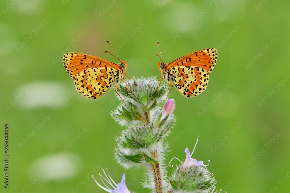 Obraz premium Melitaea didyma 500