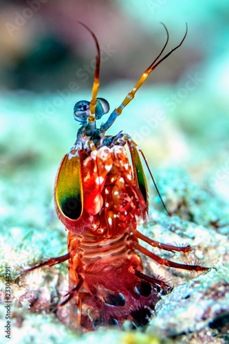 Colorful peacock mantis shrimp on a coral reef in tropical Indonesia photo