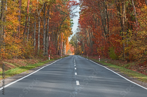 Afaltowa droga przez jesienny las.