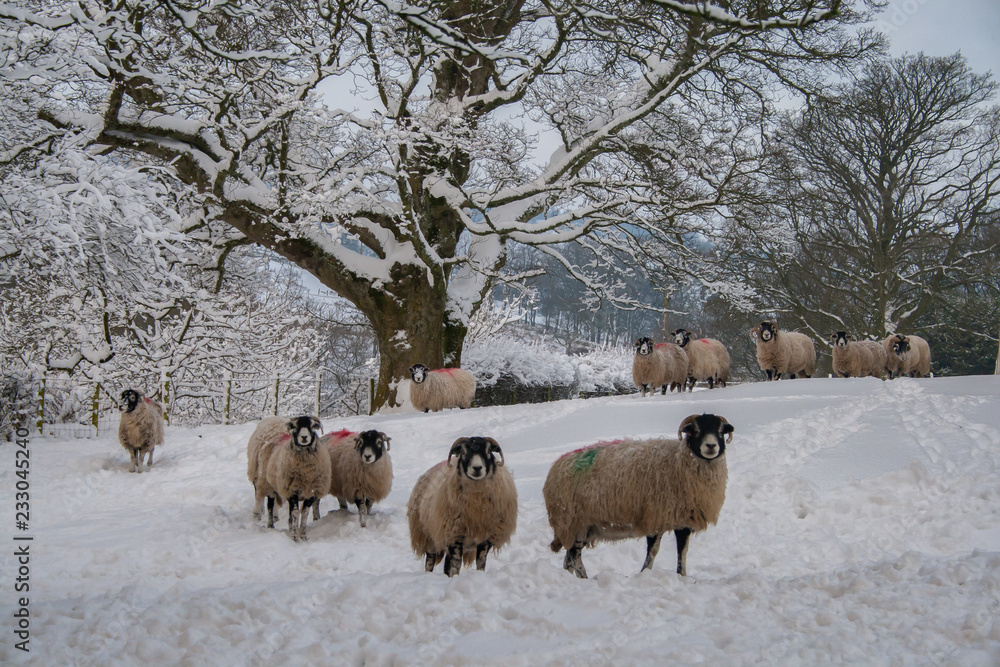 Naklejka premium Swaledale ewes in snow