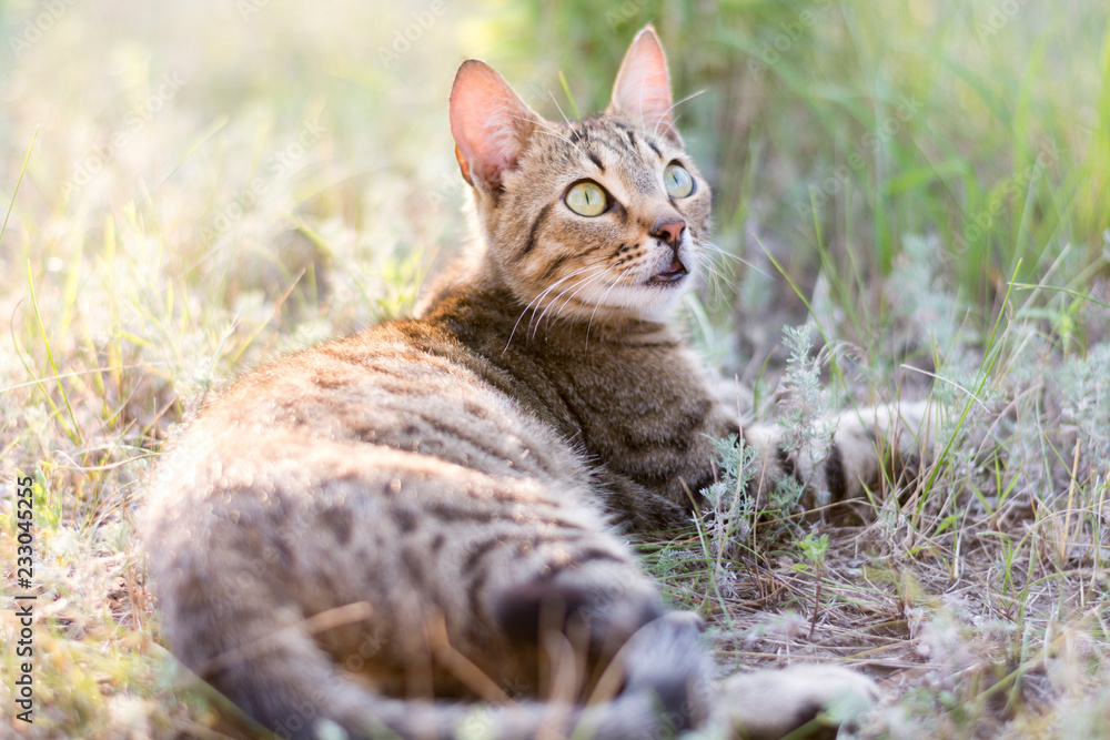 Young mongrel striped gray-brown cat lies in the grass and looks up, Close-up Young mongrel striped gray-brown cat lies in the grass and looks up, Close-up