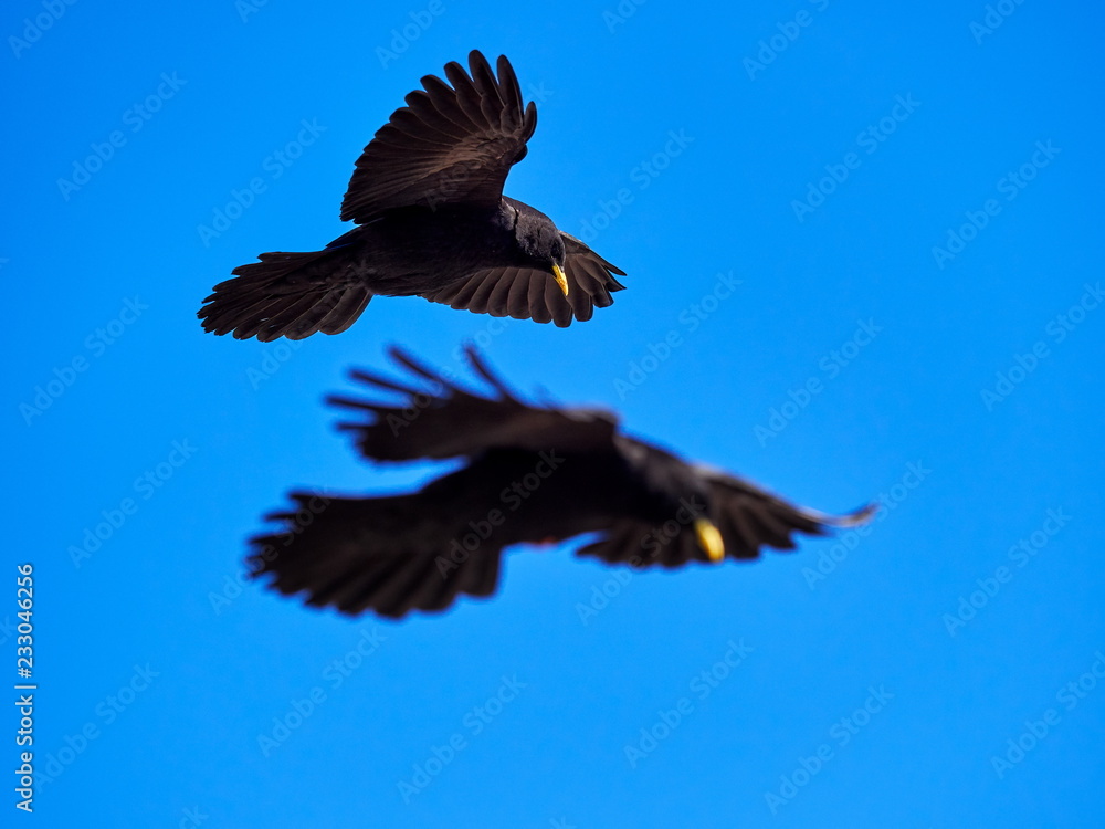 Fototapeta premium The Alpine chough or yellow-billed chough (Pyrrhocorax graculus)